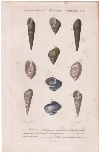 various mollusks, seashells, shells, etc.